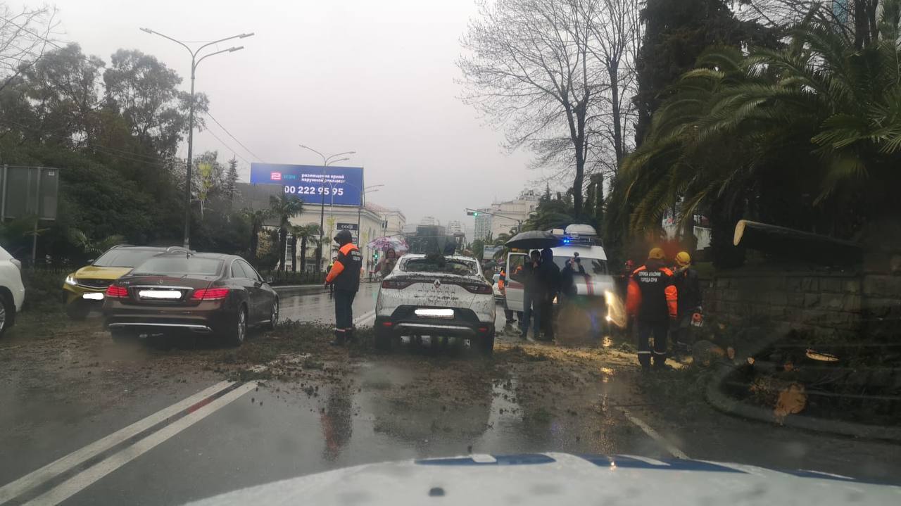 В Сочи дерево упало на автомобиль каршеринга