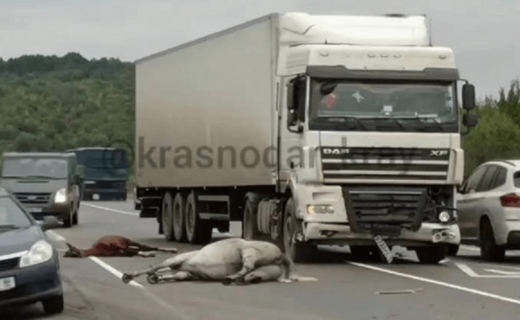 Три лошади погибли под колёсами грузовика в Абинском районе Краснодарского края. Инцидент произошёл днём 5 октября