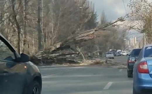 Дерево оборвало контактную троллейбусную сеть и повредило автомобиль